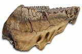 Fossil Woolly Mammoth Lower M Molar - Siberia #337196-1